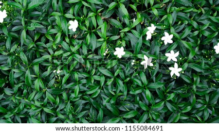 Little white flowers  on green leave  background , vintage slyte Royalty-Free Stock Photo #1155084691