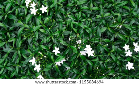 beautiful white flowers  on green leave  background Royalty-Free Stock Photo #1155084694