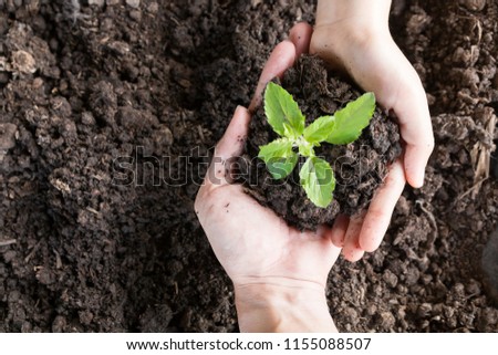 close up hands holding and caring green young plant, environment heal earth and save the world concept Royalty-Free Stock Photo #1155088507