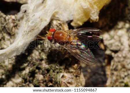  Macro of a small fly Delia florilega with red eyes and wings on a mycelial mushroom growing on a tree in the Caucasus Mountains                              
