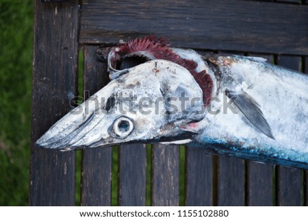 a horizontal photo of  fresh pike being placed on a wooden table before being cleaned