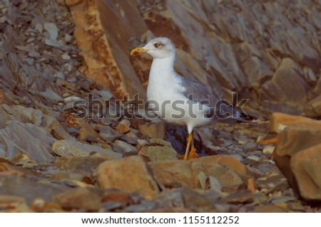 Adult european herring gull (Larus argentatus) looking for food among the stones on the sea coast.