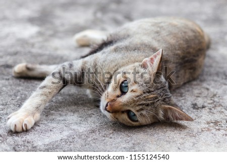 Tabby cat lay down and look at the camera on cement ground