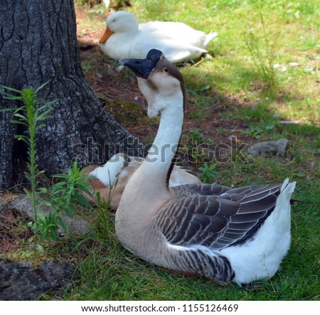 The African Goose is a breed of goose. The African goose breed most likely originated in China, despite the name. 