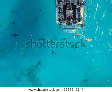 Picture shows a Drone view on sharks at the Bahamas