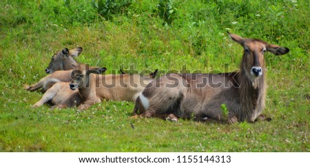 The waterbuck is a large antelope found widely in sub-Saharan Africa. It is placed in the genus Kobus of the family Bovidae.