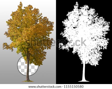 Yellow tree in fall isolated on transparent background via an alpha channel. Very high quality mask without unwanted edge. High resolution for professional digital composition.