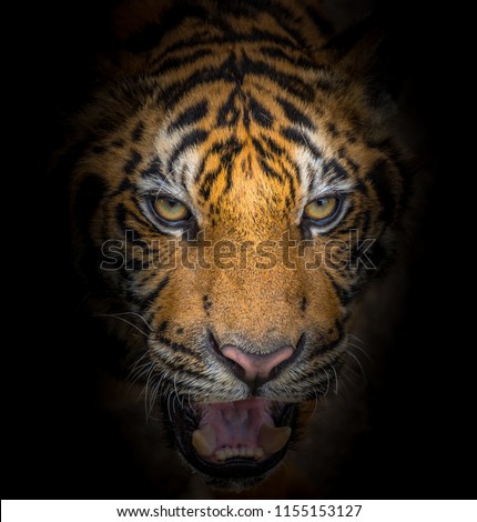 Tiger face fierce on black background