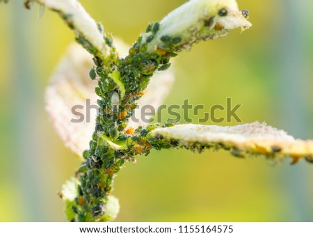 The flock of small black aphids on a stem of a plant