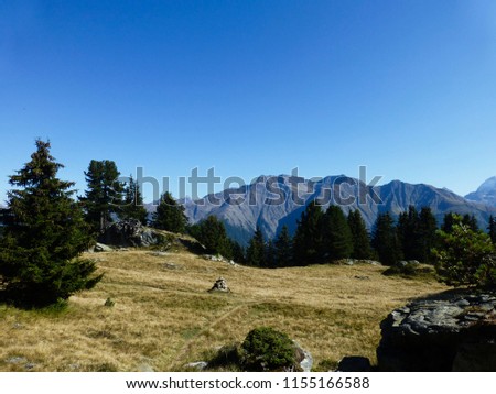 Swiss mountain scenery in summer with pine trees and a meadow in the foreground.