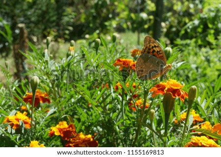 Butterfly at the flowers