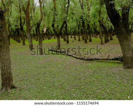 Willow Trees And Other Wood Trees In Forest And Nurseries In Kashmir Valley India