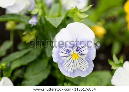 Violet color pansy flower with dew drops on blur background.