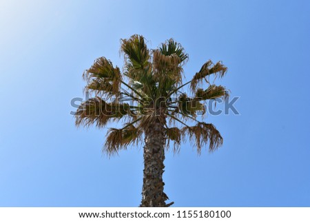 Top view of palm tree against blue sky.