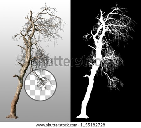 Bare tree without leaves in winter. Dead tree isolated on transparent background via an alpha channel. Very high quality mask without unwanted edge. High resolution for professional digital compositio