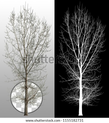 Bare tree without leaves in winter. Dead tree isolated on transparent background via an alpha channel. Very high quality mask without unwanted edge. High resolution for professional digital compositio