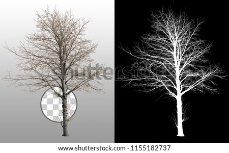 Bare tree without leaves in winter. Dead tree isolated on transparent background via an alpha channel. Very high quality mask without unwanted edge. High resolution for professional composition.