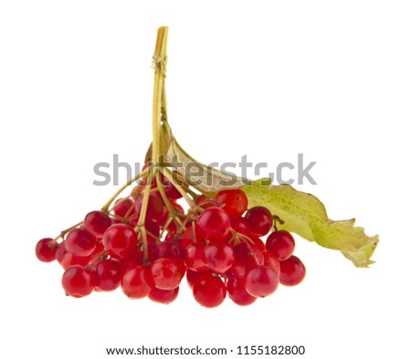 red viburnum berries isolated on white background