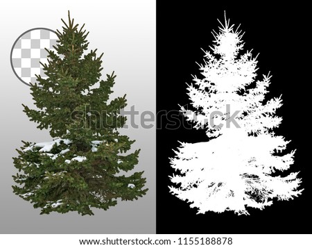 Snow covered fir tree in winter. Isolated pine on transparent background via an alpha channel. Very high quality mask without unwanted edge. High resolution for professional digital composition.