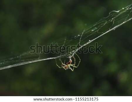 A young Silver Orb Spider (Leucauge granulata) also known as the Silver Camel Spider in Brisbane, Australia. 

