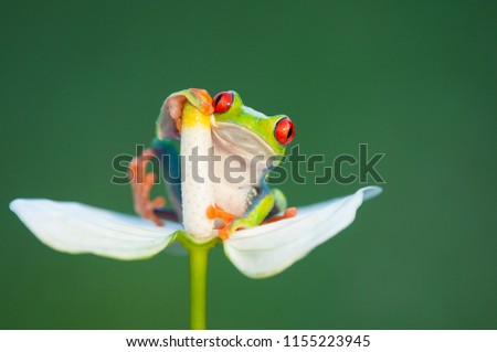 Funny frog on flower