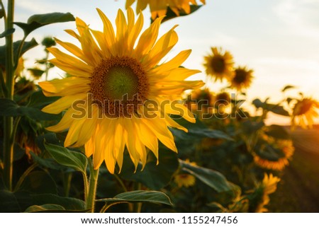 Beautiful sunflower in moody light of sunset