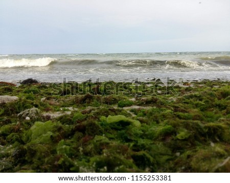 Odessa, Ukraine - July 25, 2018: Marine algae on the beach.