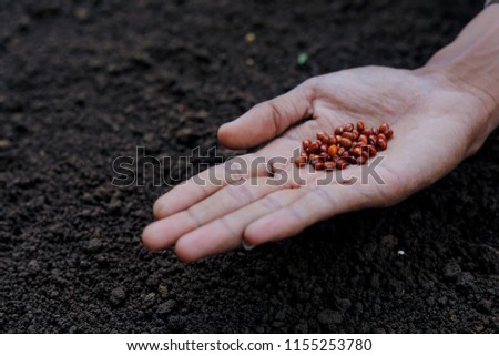 indian farmer planting lentil seed