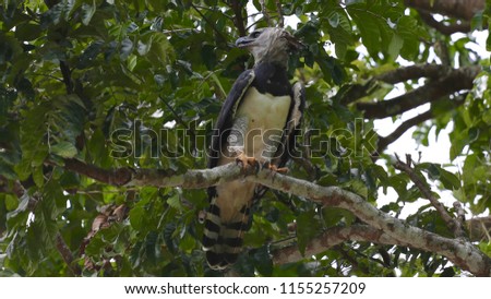 Harpy Eagle Bird