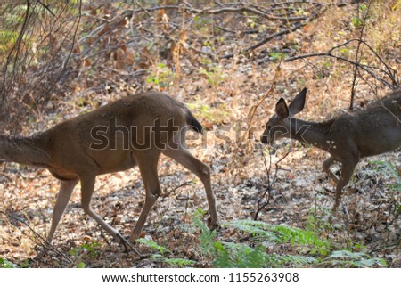 Shiloh Ranch Regional California deer.  The park includes oak woodlands, forests of mixed evergreens, ridges with sweeping views of the Santa Rosa Plain, canyons, rolling hills, a shaded creek. 