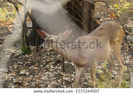 Shiloh Ranch Regional California deer.  The park includes oak woodlands, forests of mixed evergreens, ridges with sweeping views of the Santa Rosa Plain, canyons, rolling hills, a shaded creek. 