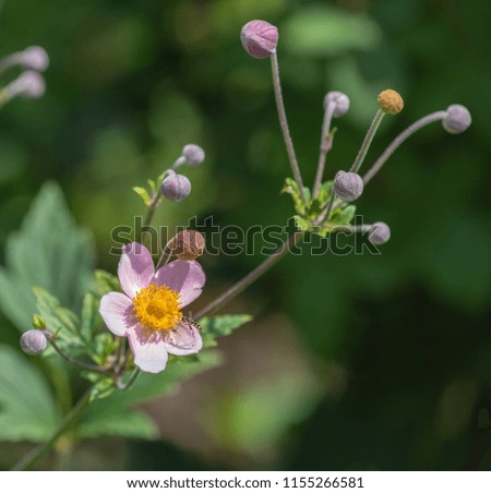 Color outdoor floral image of a blooming pink autumn anemone with buds and a wasp taken on a sunny summer day with natural blurred green background