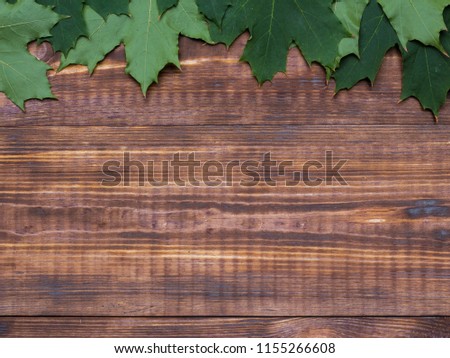 green canadian maple leaves on wooden background