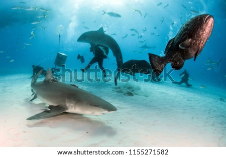 Picture shows a Grouper, Lemon and Tiger shark at Tigerbeach, Bahamas
