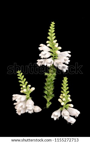 Fine art still life colorful macro image of three blossoms of a green white false  dragonhead/obedient/obedience plant on black background