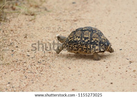 Tortoise crossing the road in Kruger National Park South Africa