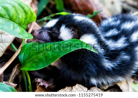 Little baby skunk on the ground in Nicaragua