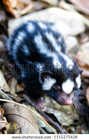 Little baby skunk on the ground in Nicaragua