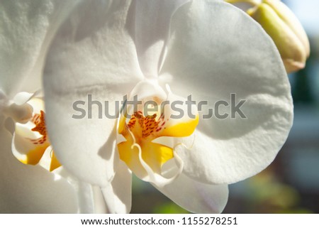 White orchid near window with trees on background on sun