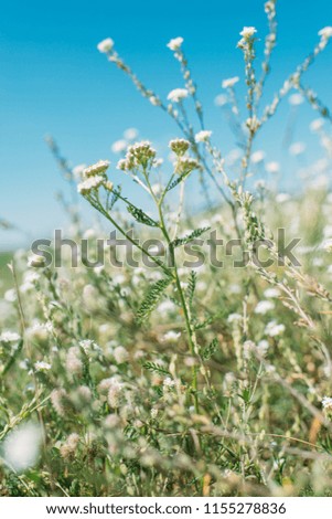 Abstract photo meadow with flowers