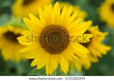 Sunflowers on a sunny day