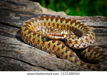 common crossed viper basking in natural habitat ( Vipera berus ); this is the most widespread poisonous european snake Royalty-Free Stock Photo #1155288565