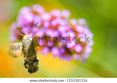 The sphingidae flutters over a flower that is blurred along with the background