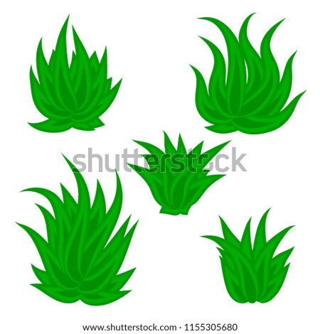 Set of succulent plant, bush, flower isolated on white background. Vector illustration.