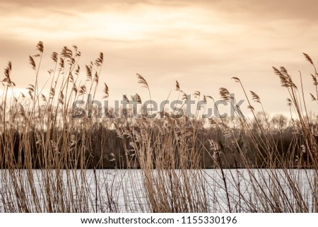 The first light of the day in the morning, Winter landscape with common reed plants, The grass-like plants of wetlands and growing in the estuary of the river.
