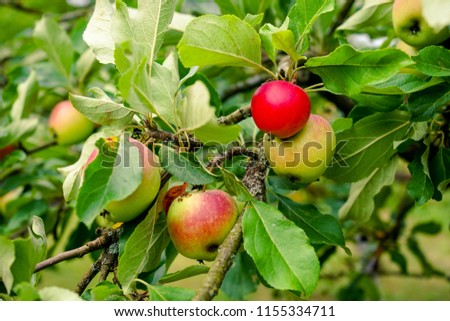 Branch with leaves and apples. Autumn harvest. 