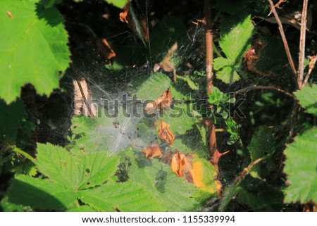 Spider's web in a blackberry hedge with dried leaves 