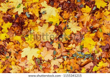 Autumn fallen leaves on the ground in the park. Seasonal picturesque background