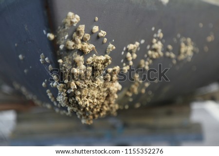 Barnacles on the keel of a boat Royalty-Free Stock Photo #1155352276