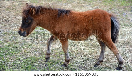 Miniature horses are the size of a very small pony, many retain horse characteristics and are considered horses by their respective registries. They have various colors and coat patterns